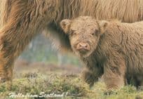 Highland Calf Hello From Scotland Comic Postcard