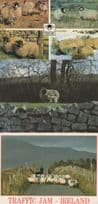 Highlands & Yorkshire Dales Sheep Irish Traffic Jam 3x Postcard s