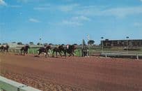 Hipodromo Ciucad Juarez Horse Racing Mexico Postcard