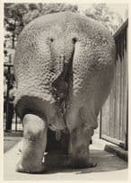 Hippopotamus Parading its Giant Bum in 1900 Comic Postcard