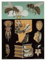 Honeybee Bumble Bee Old School Insect Wall Chart Postcard