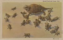 Horned Toad & Young Reptiles Lizard Linen Vintage Postcard