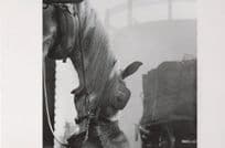 Horse Eating From A Nosebag Nose Stuck Photo Award Postcard