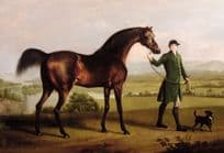 Horse (& Pony) Postcards