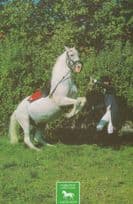 Horse Yugoslavia Equestrian Olympic Games Preparation ? Levade Postcard