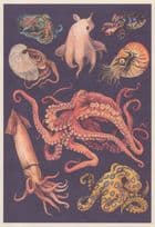 Hummingbird Bobtail Squid Fish Dumbo Blue Ringed Octopus Postcard