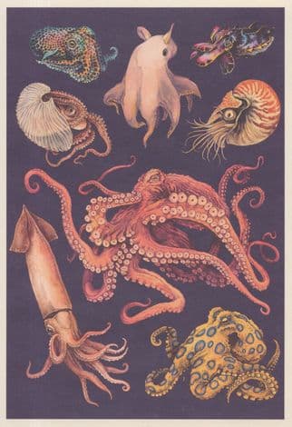 Hummingbird Bobtail Squid Fish Dumbo Blue Ringed Octopus Postcard