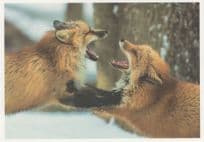 Husky Snow Dogs Wolves Fighting Dogfight German Postcard