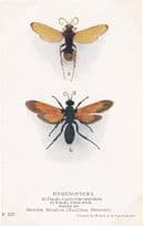 Hymenoptera Pepsis Nitida Cryptochilus Rare Old Insect Postcard