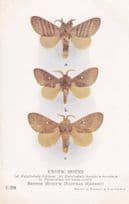 Hypotrabala Horridula Lasiocampidae Rhodesia African Exotic Moths Postcard