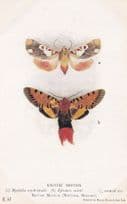 Hypsidia Erythropsalis Epicausis Smithi Exotic Moths Postcard