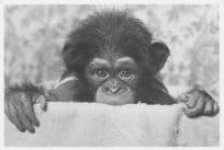 I Eye Spy Game Baby Monkey Comic Chimpanzee Hide & Seek Postcard