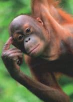 I'm Brainy MENSA Orangutan Thinking Comic German Monkey Postcard