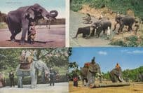 Indian Elephants Ceylon Chiengmai 4x Postcard s