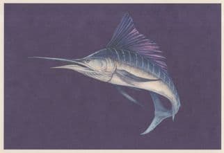 Indo Pacific Sailfish Indian Atlantic Ocean Fish Painting Postcard