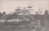 Indonesia Farm Houses & Cattle Natives Antique Postcard