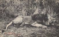 Injured Possibly Killed Dead Hunted Lion Blood Sports Antique Postcard