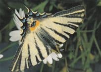 Iphiclides Podalirius Butterfly Butterflies Postcard