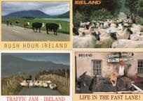 Irish Sheep Traffic Jam Dog Piggy Back 4x Ireland Comic Postcard s