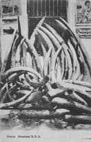 Ivory Tusks Mombasa By Cadburys Chocolate Poster Old Hunting Postcard