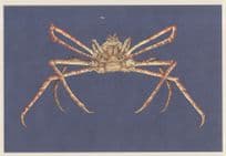 Japanese Spider Crab Largest Leg Span Fish Painting Postcard