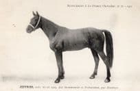 Jeffries La France Chevaline Race Horse Antique 1909 PB Postcard