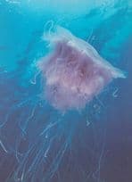 Jellyfish at Mozambique South Africa Postcard