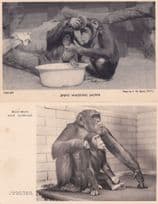 Jimmy Washing Jackie London Zoo Chimpanzee Old Postcard