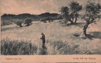Judaica Palestine Farm Life Harvest Field Israel Old Postcard