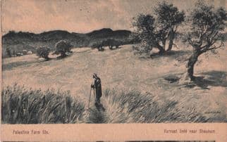 Judaica Palestine Farm Life Harvest Field Israel Old Postcard