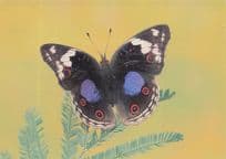 Junonia Oenone Butterfly Stunning Art Painting Postcard