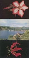 Kariba Lake Zambesi River Flame Lily 3x Rhodesia Postcard s