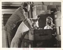 Kelly & Me Film Piper Laurie Van Johnson Performing Dog Movie Large 10x8 Vintage Photo