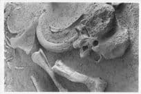 Kenya Archaeology Artefacts Site Elephant Old Bones 10x8 African Photo