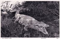 Kenya East African Game Crocodile Old Real Photo Postcard