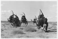 Kenya Lady With Camels Resting Large 10x8 Vintage African Photo
