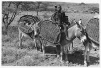 Kenya Pony Childrens Transport African Large 10x8 Photo