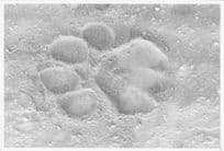 Kenya Sand Bigfoot Animal Footprint Official Large 10x8 Vintage African Photo