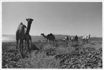Kenyan Camels In Distress Official Large 10x8 Vintage African Photo