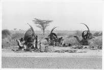 Kenyan Camels Resting At Roadside Official Large 10x8 Vintage African Photo