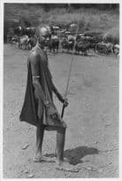 Kenyan Warrior Man & Spear Protecting Cattle 9x7 Press Photo