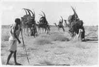 Kenyan Women Herding Camels Official Large 10x8 Vintage African Photo