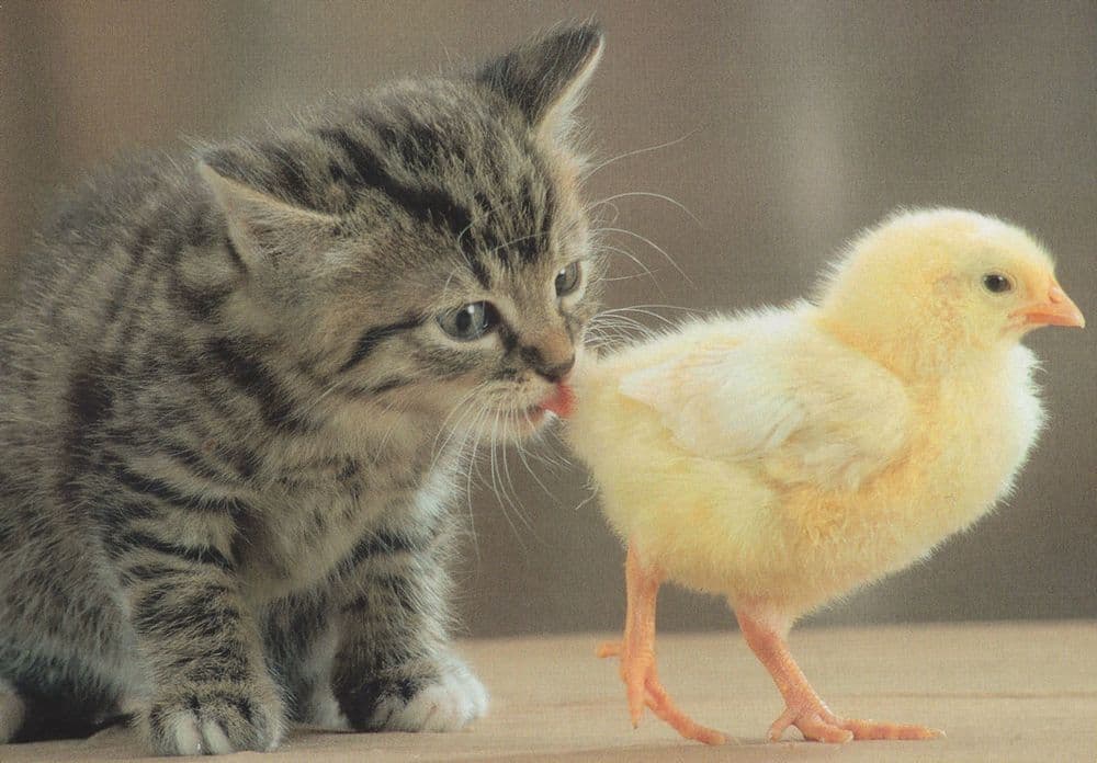 Kitten Sniffing Yellow Chick Baby Bird Bum Comic Cat Postcard - Main Image