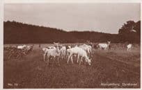Klampenborg Dyrehaven Stag & Deer Old Real Photo Norway Postcard