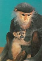 Kleideraffe Mit Jungtier Monkey Ape & Baby German Koln Zoo Postcard
