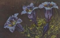 Kochs Gentian Genflanna Kochiana Vintage Flower Postcard