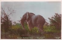 Kruger National Park Elephant Vintage Postcard