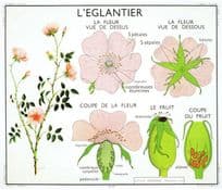 L'Eglantier Dog Rose French Old Education School Chart Postcard