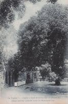 La Cupula Havana Tropical Cuba Beer Fountain Mamoncillo Tree Old Postcard