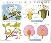 La Fleur Et La Fruit Du Cerisier Plant Flower Old School Wall Chart Postcard